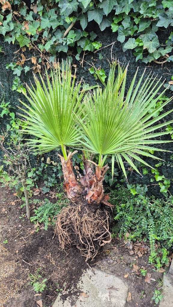 Mexicaanse palm, Volle zon, Vaste plant, Bloeit niet, Ophalen