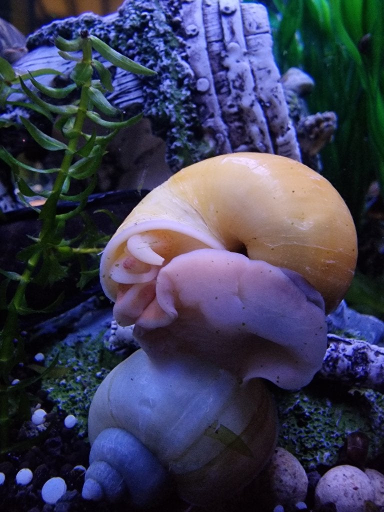 Appelslakken, Escargot ou Mollusque, Poisson d'eau douce