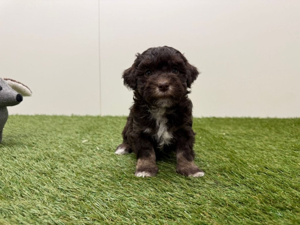 Nestje Havanezer pups, Parvo, België, Overige rassen, 8 tot 15 weken