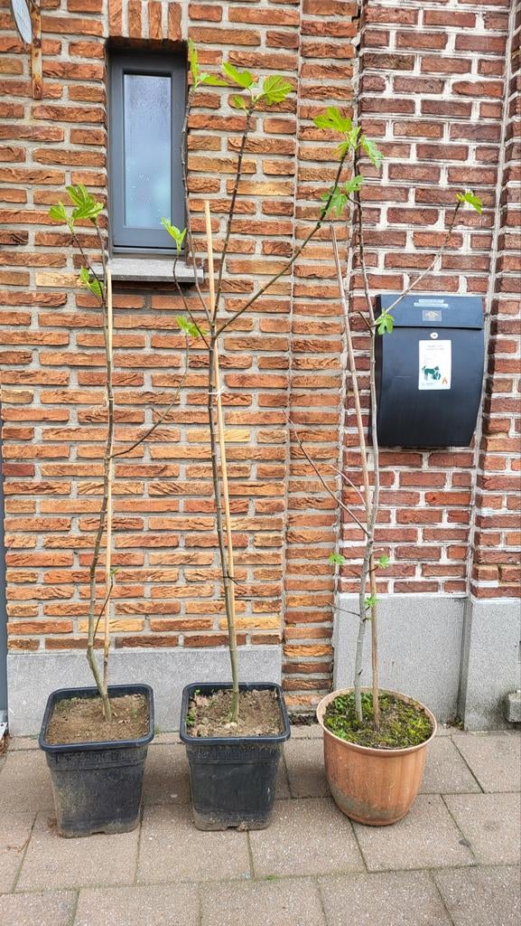 Figuiers biologiques (50 euros par arbre), Jardin & Terrasse, Enlèvement