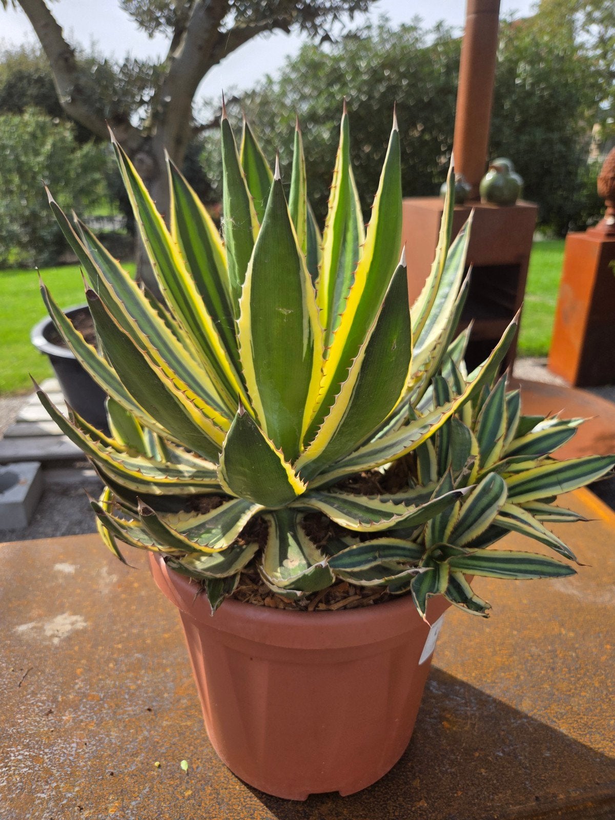 Agave Lophanta Quadricolor, Tuin en Terras, Ophalen