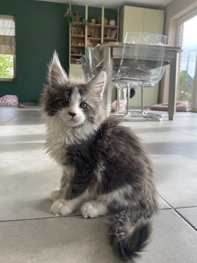 Maine Coon kittens, Plusieurs animaux, Vermifugé, 0 à 2 ans