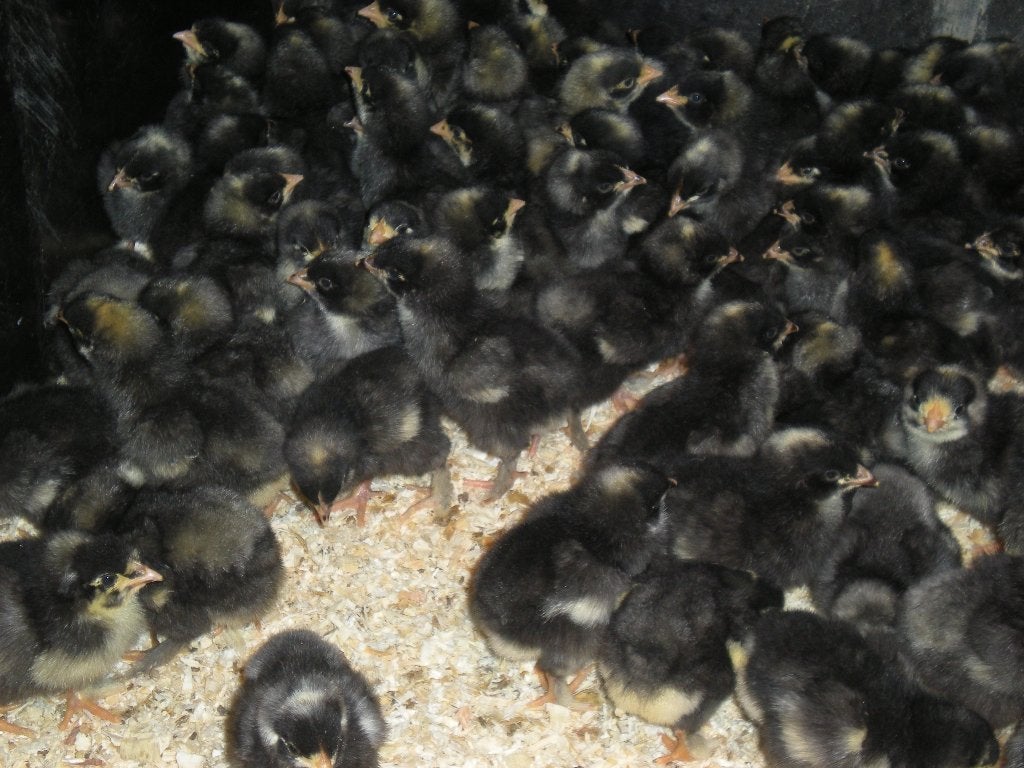 Kuikens Mechelse koekoek