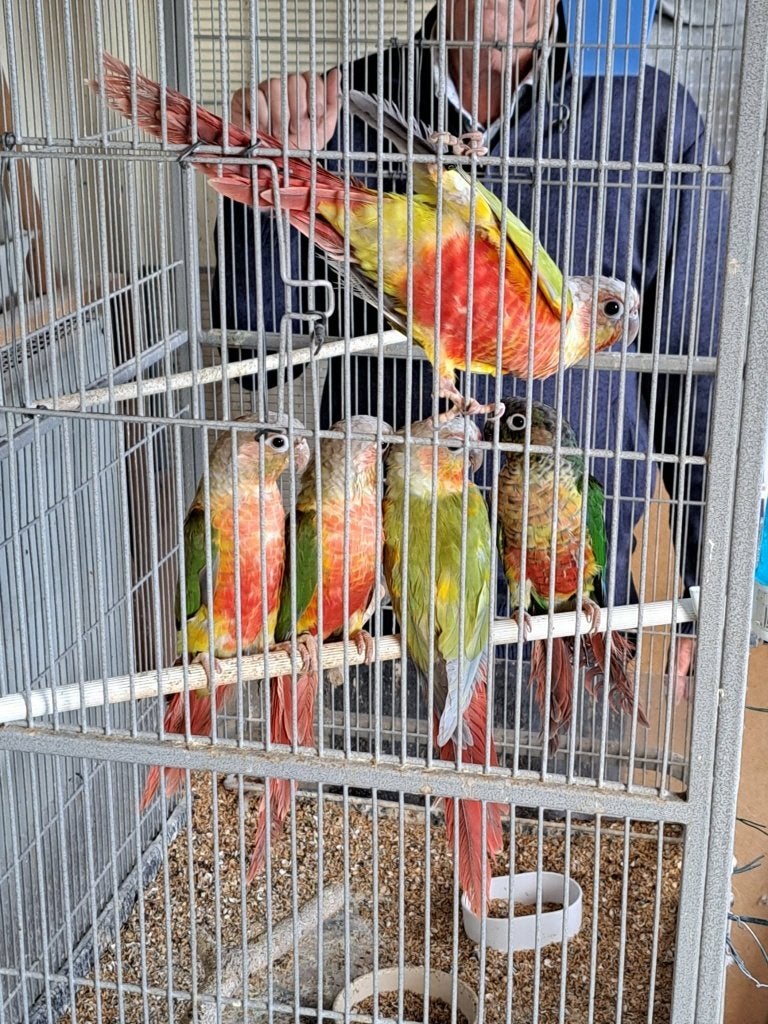 Pyrrhure s, Plusieurs animaux, Perruche, Bagué