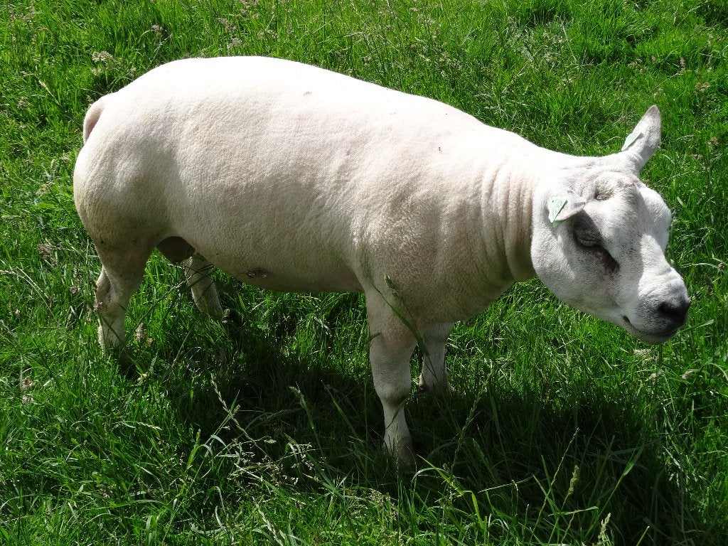 Bélier à vendre, Animaux & Accessoires, Moutons, Chèvres & Cochons, Mouton, Mâle, 0 à 2 ans