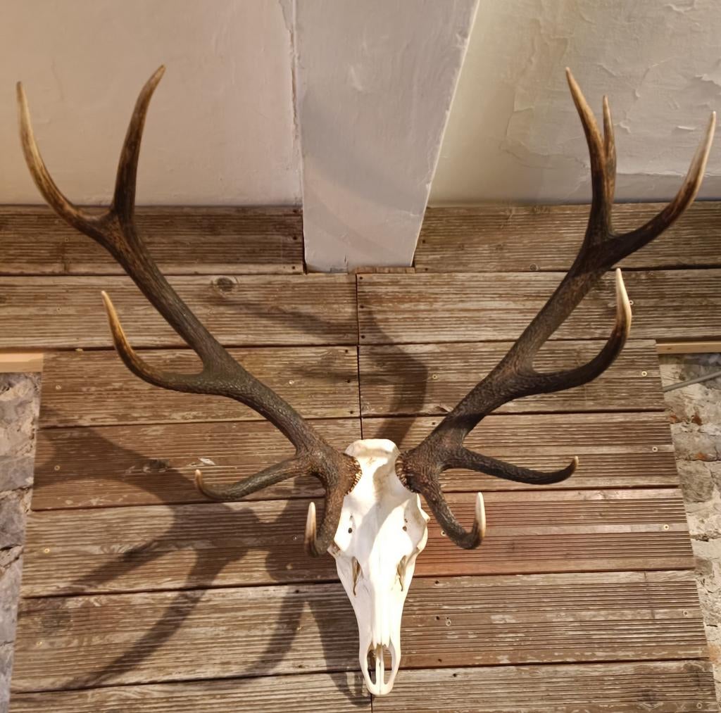 Grande tête de cerf, Antiquités & Art