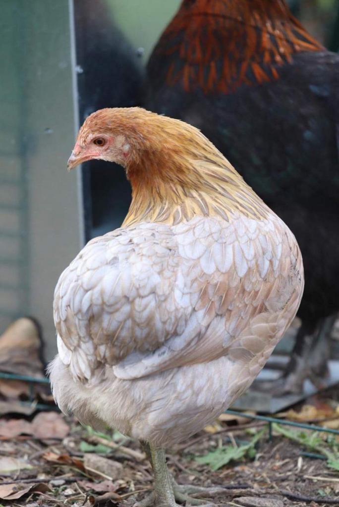 Araucana kippen jonge hennen beschikbaar., Femelle, Poule ou poulet