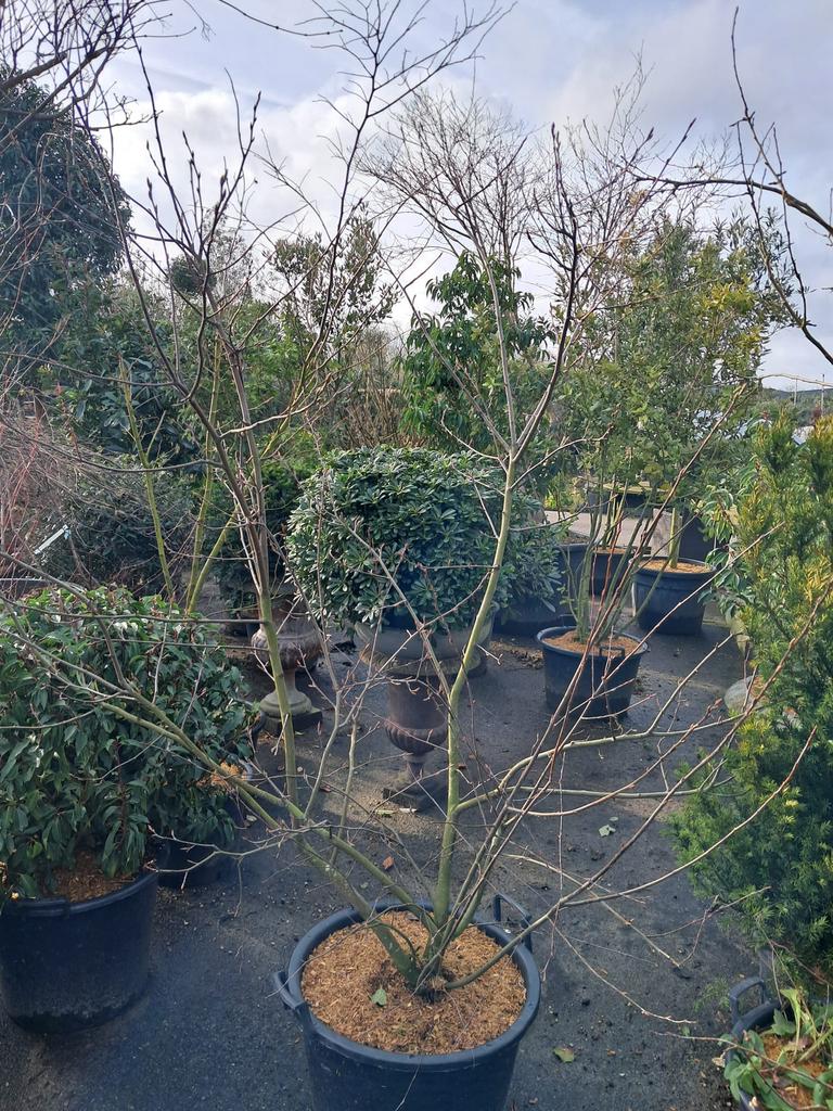Amelanchier lamarckii, Meerstammige Boom, Ophalen, Winter