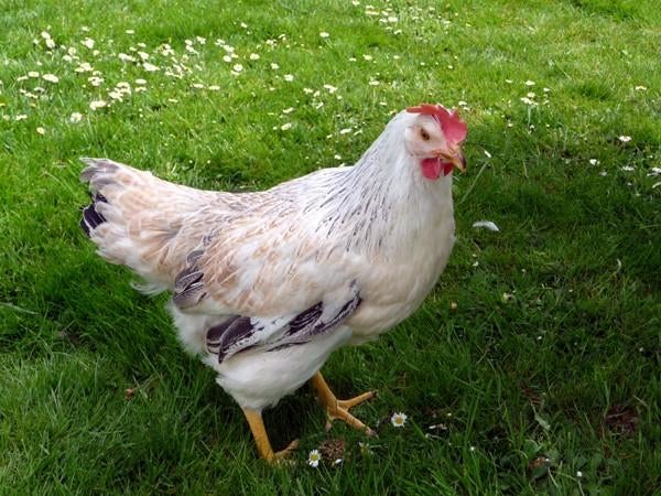 Kippen Zilverhals jonge hennen beschikbaar, Vrouwelijk, Kip