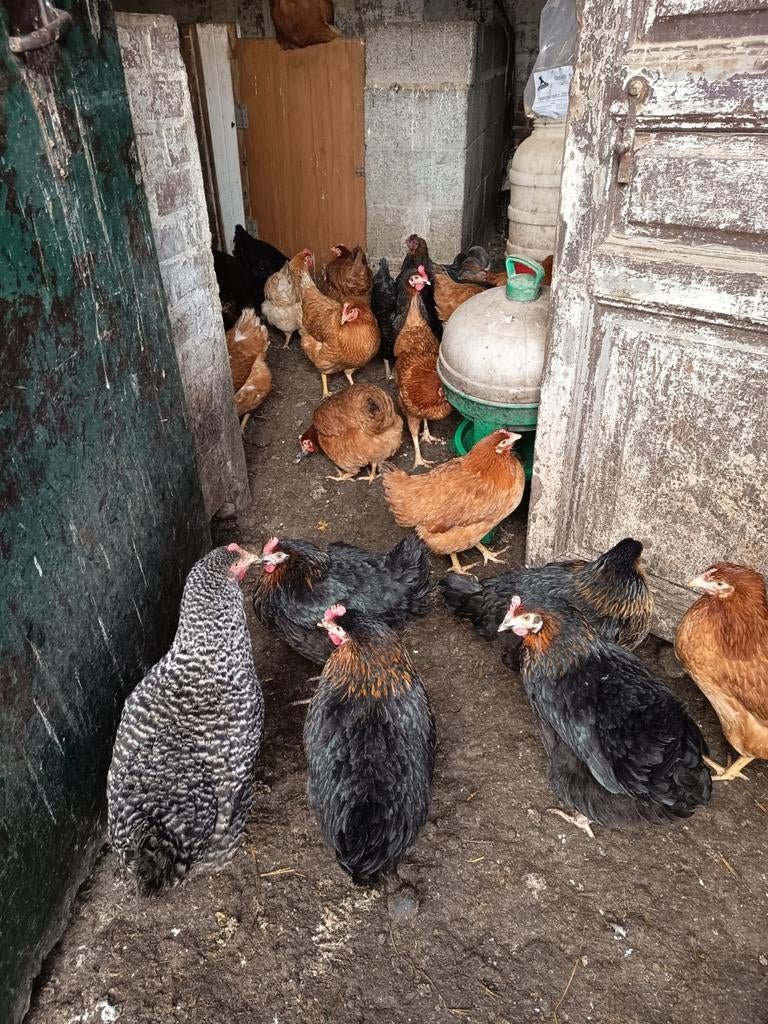 Legkippen Brakel, Dieren en Toebehoren