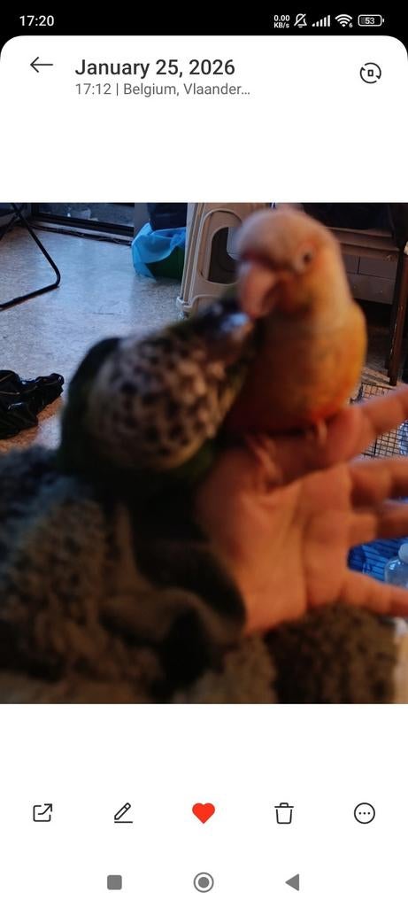300€ tame pyrhuras, Dieren en Toebehoren