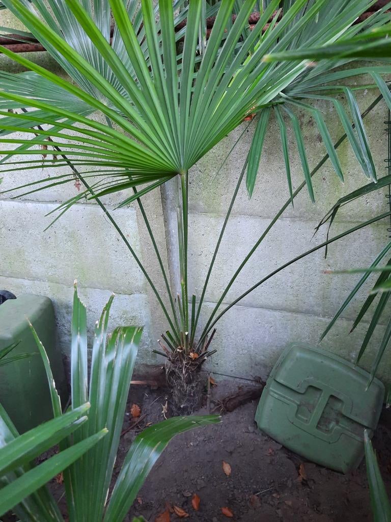 Mooie Trachycarpus Fortunei palmboom Stam 45 cm, Ophalen of Verzenden