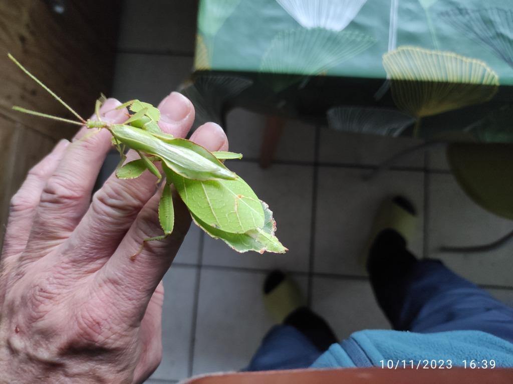 Insectes feuille Phyllium philippinicum, Enlèvement ou Envoi, Neuf