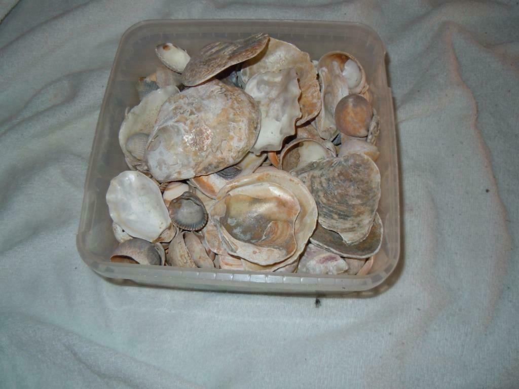 zeeschelpen, Verzamelen, Mineralen en Fossielen, Ophalen of Verzenden