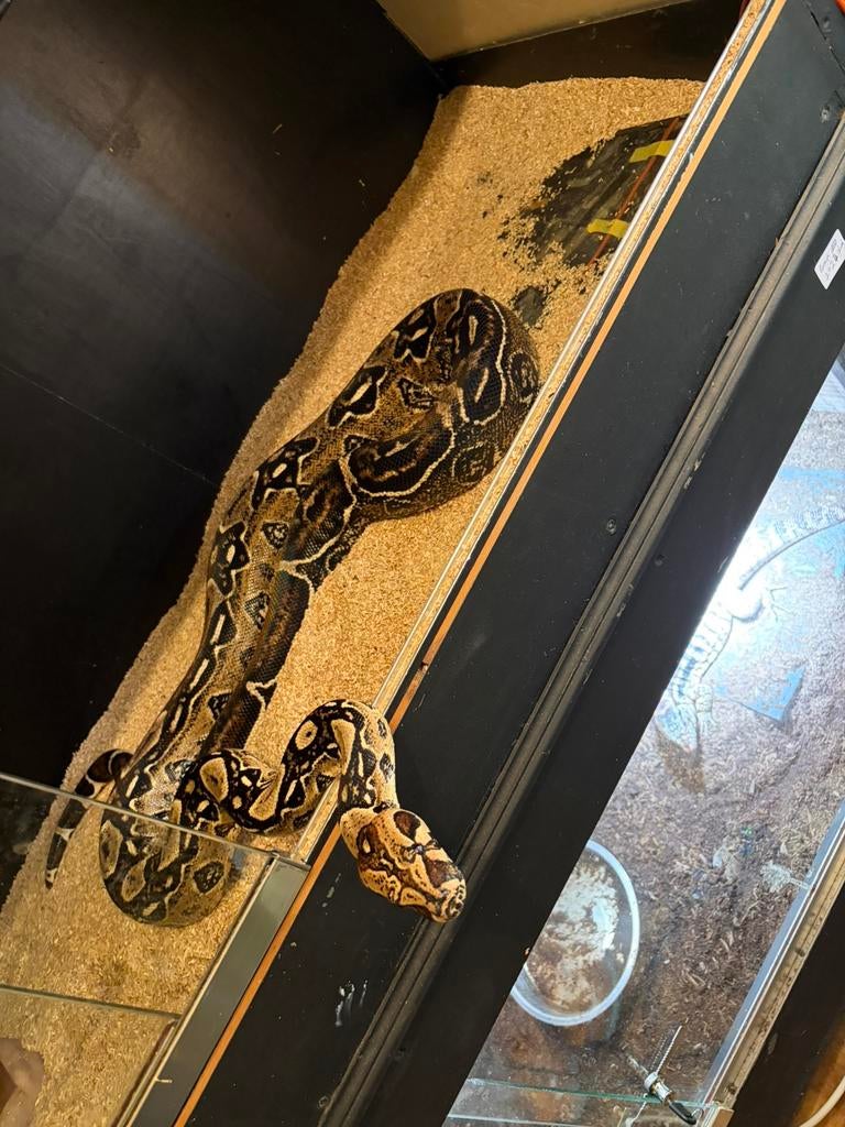 Boa constrictor imperator ( vrouw), Serpent, Domestique