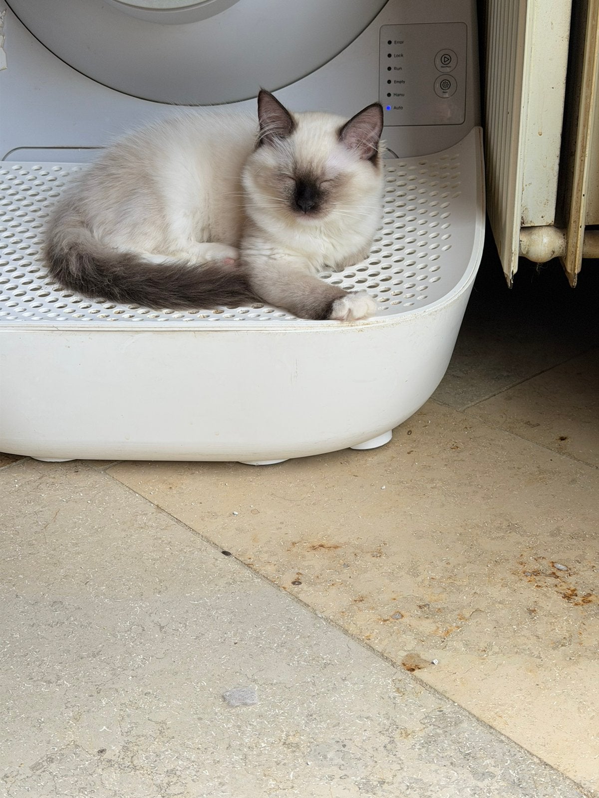 Ragdoll, Dieren en Toebehoren, 0 tot 2 jaar