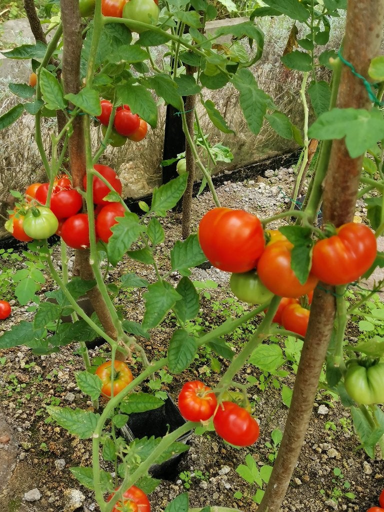5 graines de tomates Marmande - tomate de bœuf - biologique, Envoi, Printemps, Graine