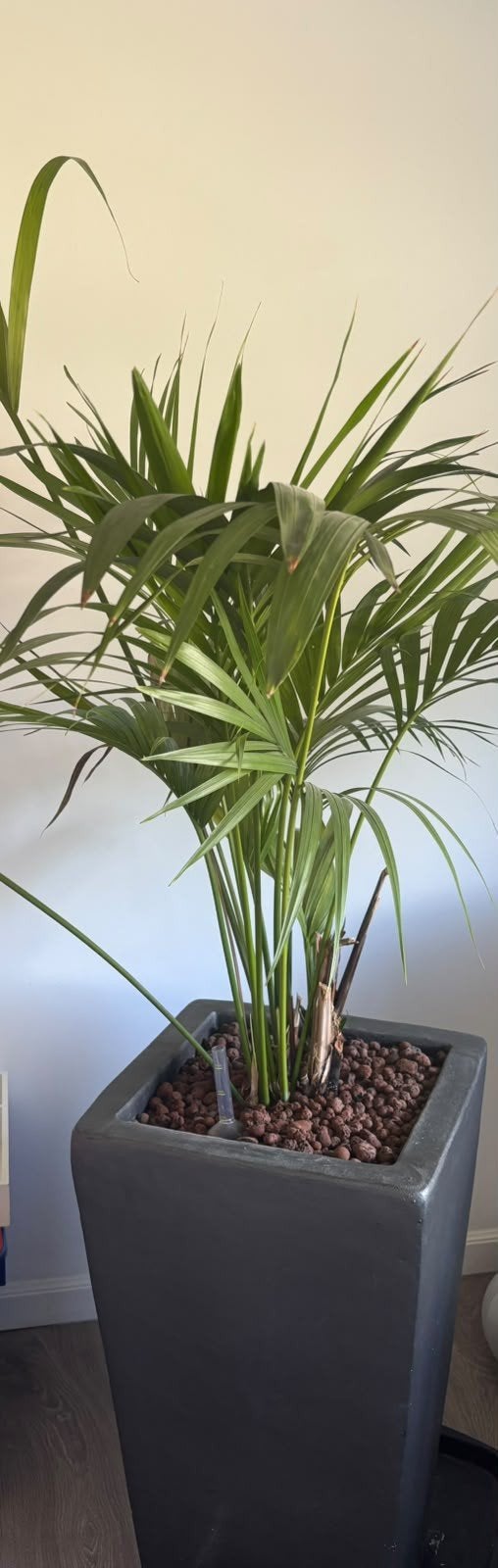 prachtige gezonde kamerplant in grote hoge zware pot, Ophalen
