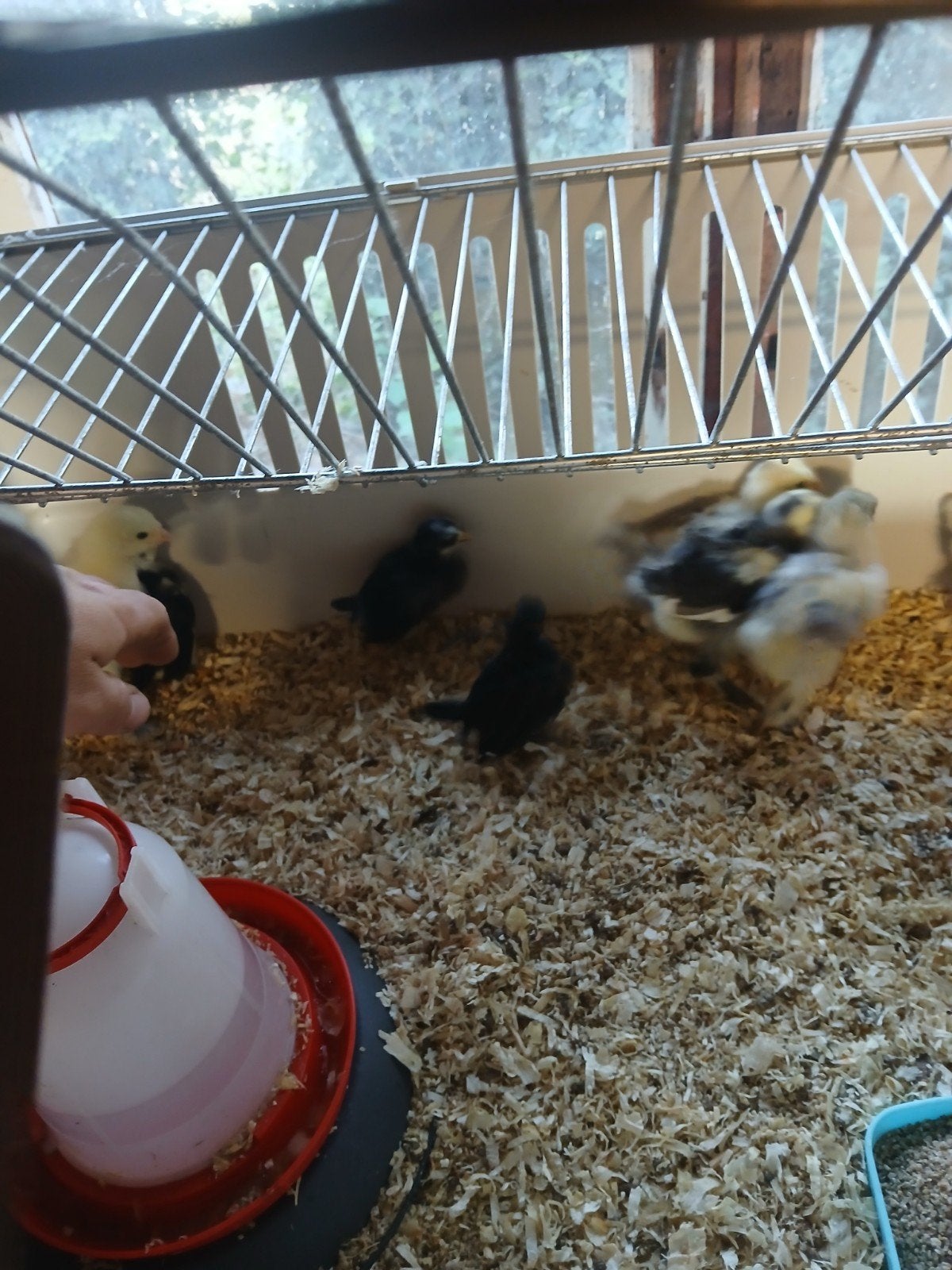 brahma kuikens, Dieren en Toebehoren, Pluimvee