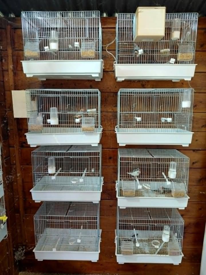 cages élevages canaris ou exotiques, Dieren en Toebehoren, Ophalen of Verzenden, Nieuw