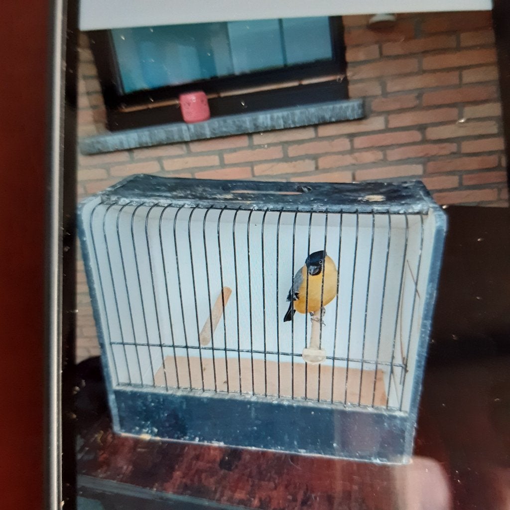 vogels, Dieren en Toebehoren, Geringd