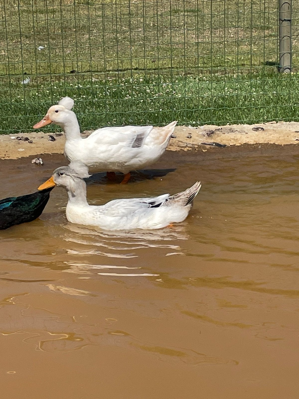 Kuifeend, Dieren en Toebehoren, Meerdere dieren, Eend