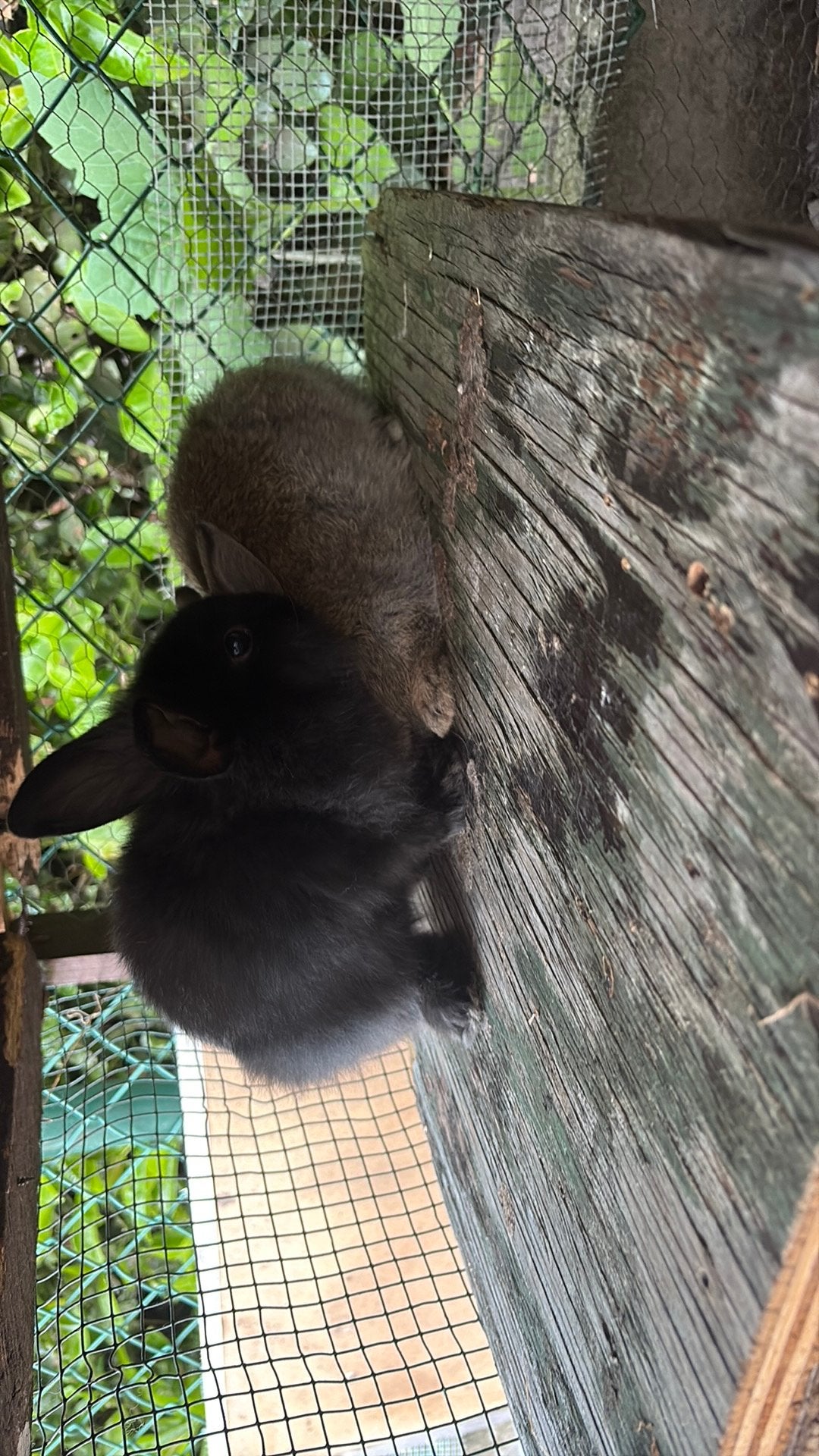 Baby konijntjes te koop, Dieren en Toebehoren