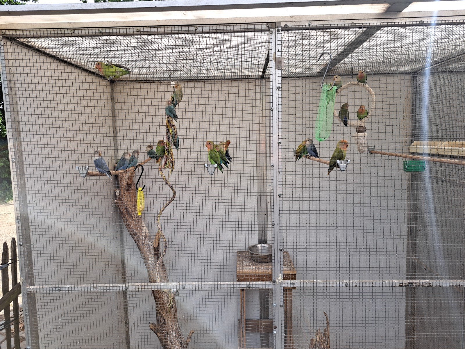 25 jonge rosei colli's, Geslacht onbekend, Dwergpapegaai of Agapornis, Geringd