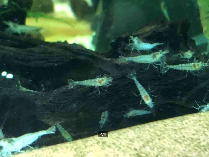 Caridina sp. Mini-Japonica, Dieren en Toebehoren, Kreeft, Krab of Garnaal, Zoetwatervis, Schoolvis