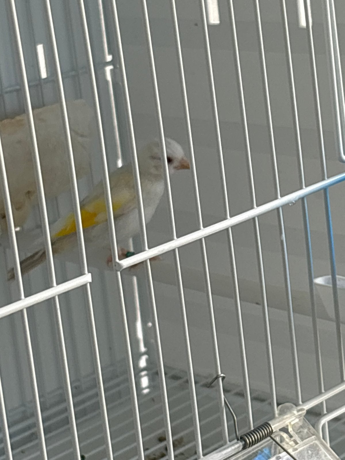 Femelle chardonnerets, Animaux & Accessoires, Femelle