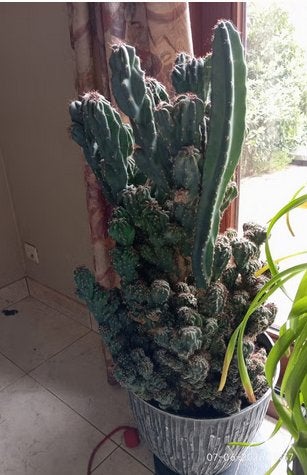 kamerplant cactus 35 jaar oud, Ophalen, Cactus, 100 tot 150 cm
