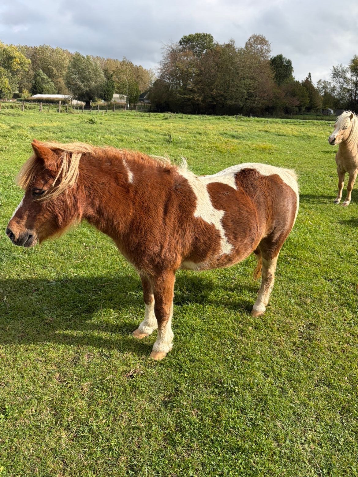 Shrtlander merrie, Dieren en Toebehoren, Merrie