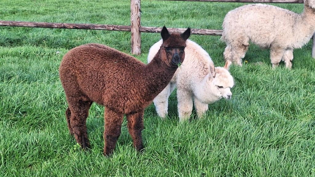 Alpaca's te koop VERLAAGD IN PRIJS, Juillet, Mâle