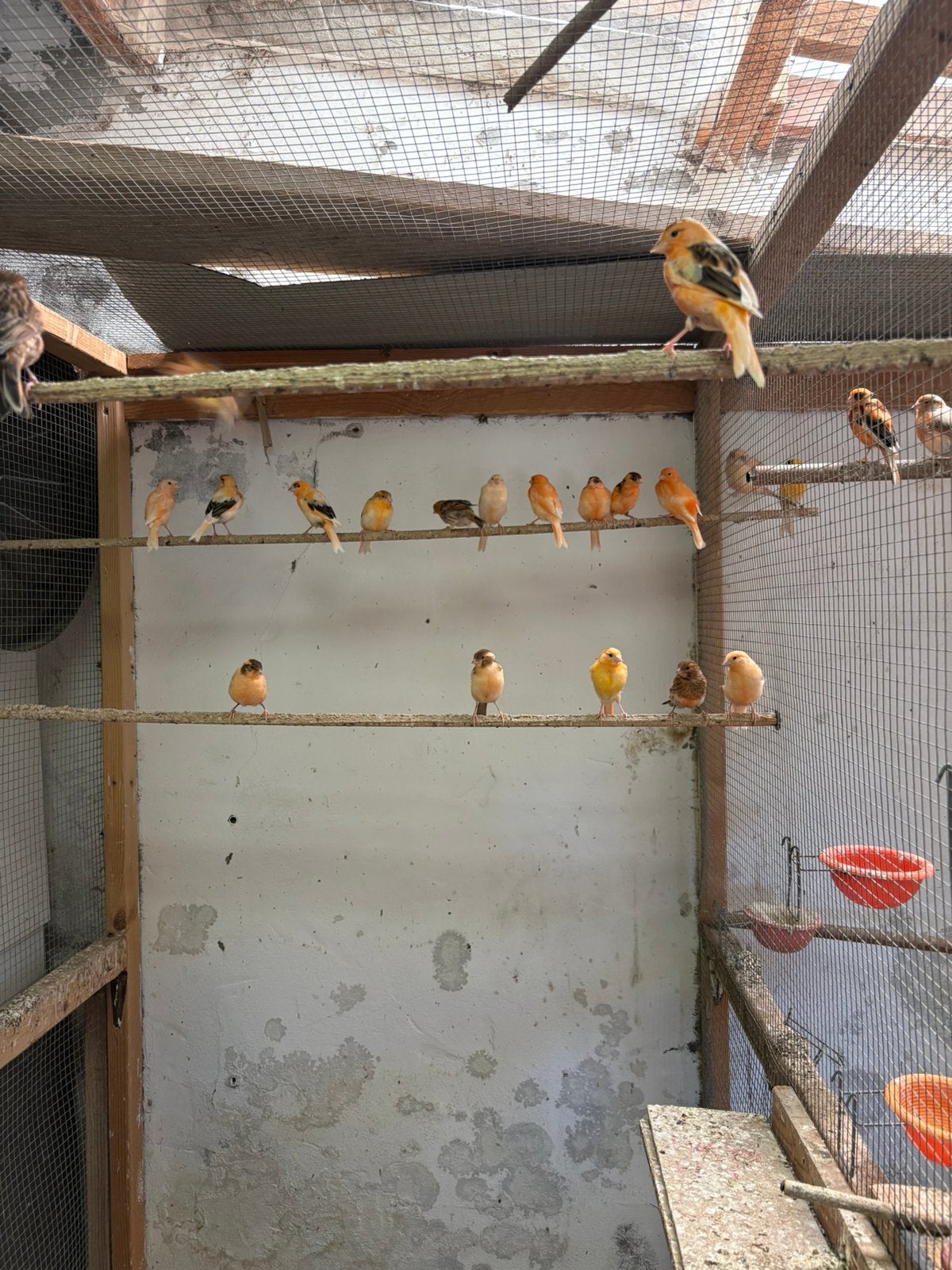Harlekijn kanaries, Dieren en Toebehoren, Vogels | Kanaries