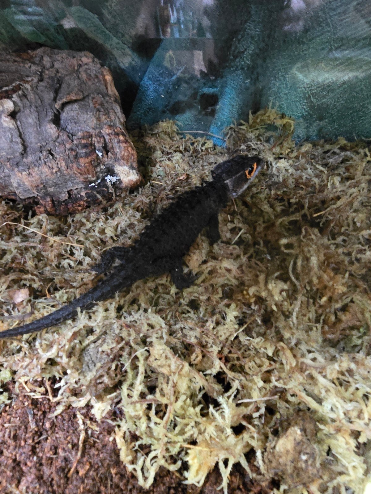 Prachtige roodoog krokodilskinken (Tribolonotus gracilis) be, Animaux & Accessoires, Reptiles & Amphibiens, Amphibien