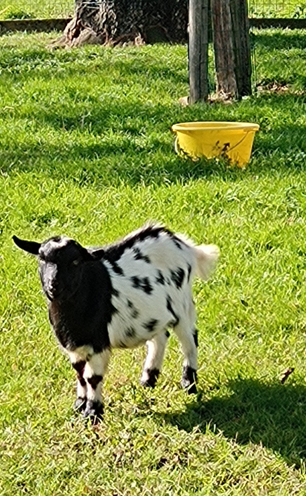 uitzonderlijk mooi hoornloos klein dwerggeit bokje, Animaux & Accessoires, Mâle, Chèvre, 0 à 2 ans