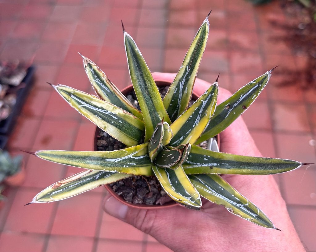 Agave victoria reginae golden princess, Ophalen of Verzenden, Vaste plant, Overige soorten, Volle zon