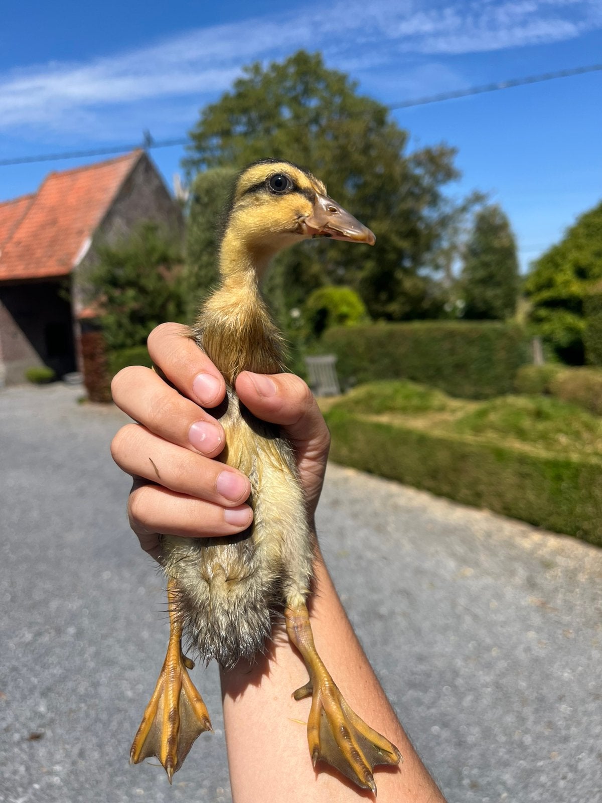 Loopeendjes te koop (zwart/wit), kuikens en grote, Meerdere dieren, Eend