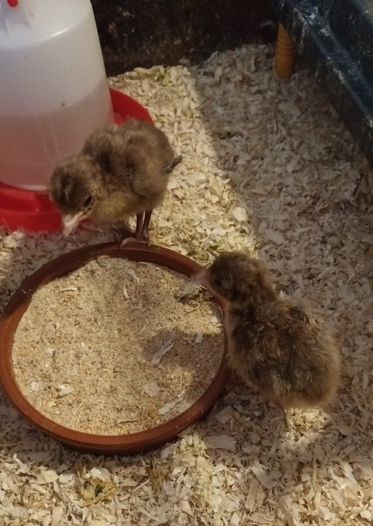 Kalkoen kuikens, Dieren en Toebehoren, Pluimvee, Geslacht onbekend, Kalkoen