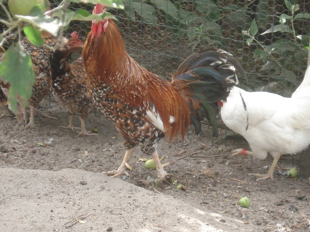 gratis leghorn haan (duizendkleur, porselein), Dieren en Toebehoren, Pluimvee, Mannelijk, Kip