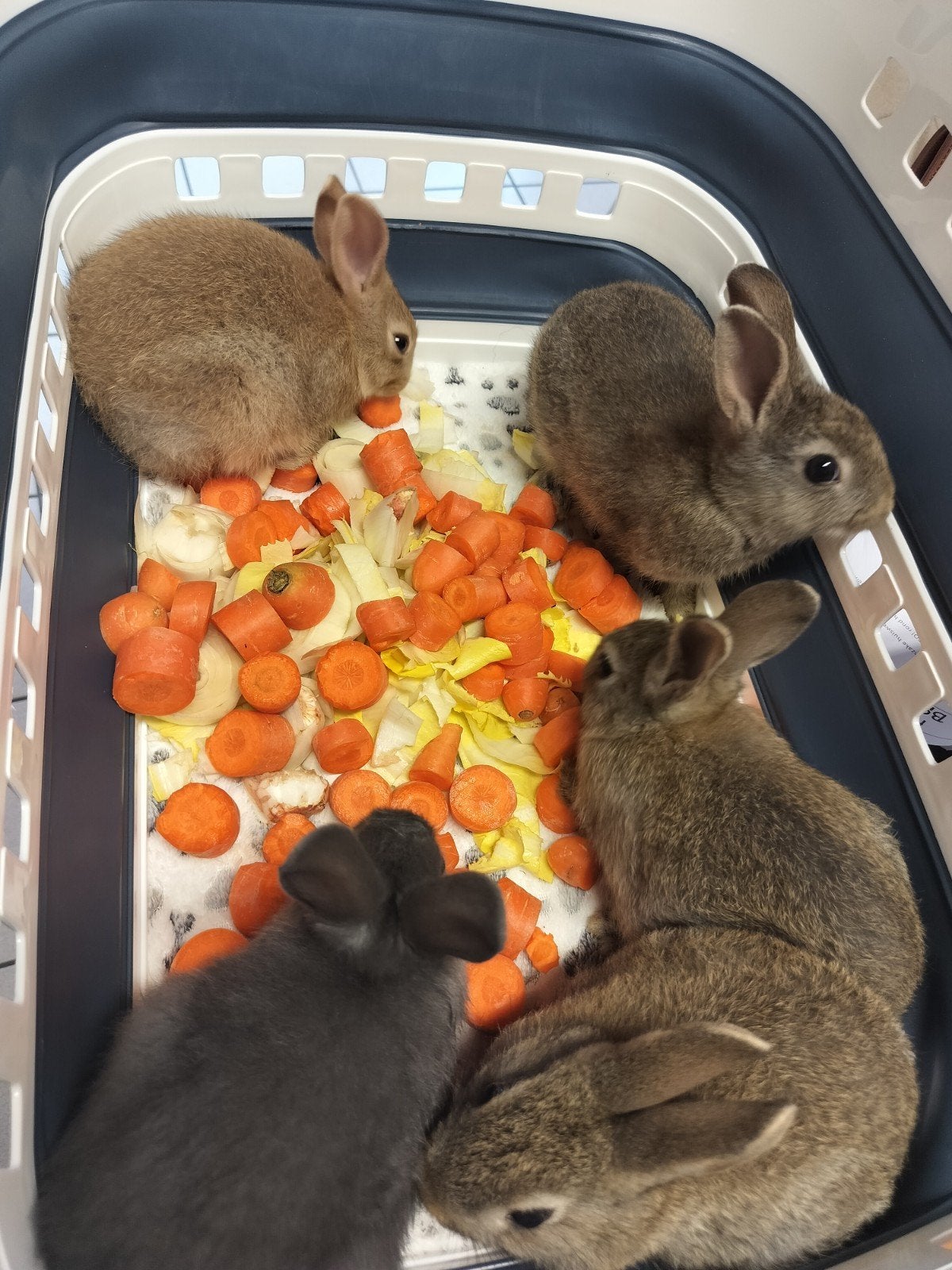 dwergkonijntjes, Dieren en Toebehoren, Konijnen