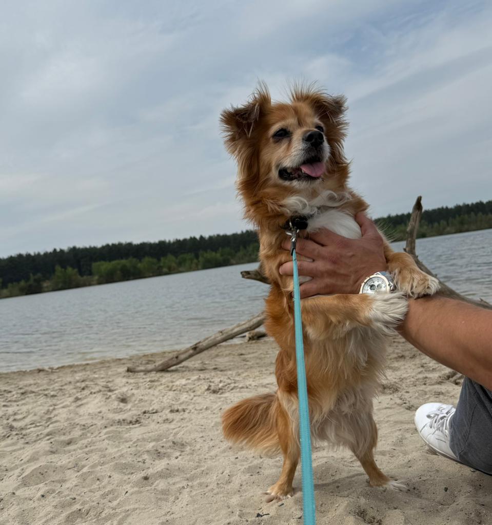 Ervaren/ warme thuis gezocht voor Rosso, Dieren en Toebehoren, Honden-accessoires, Ophalen