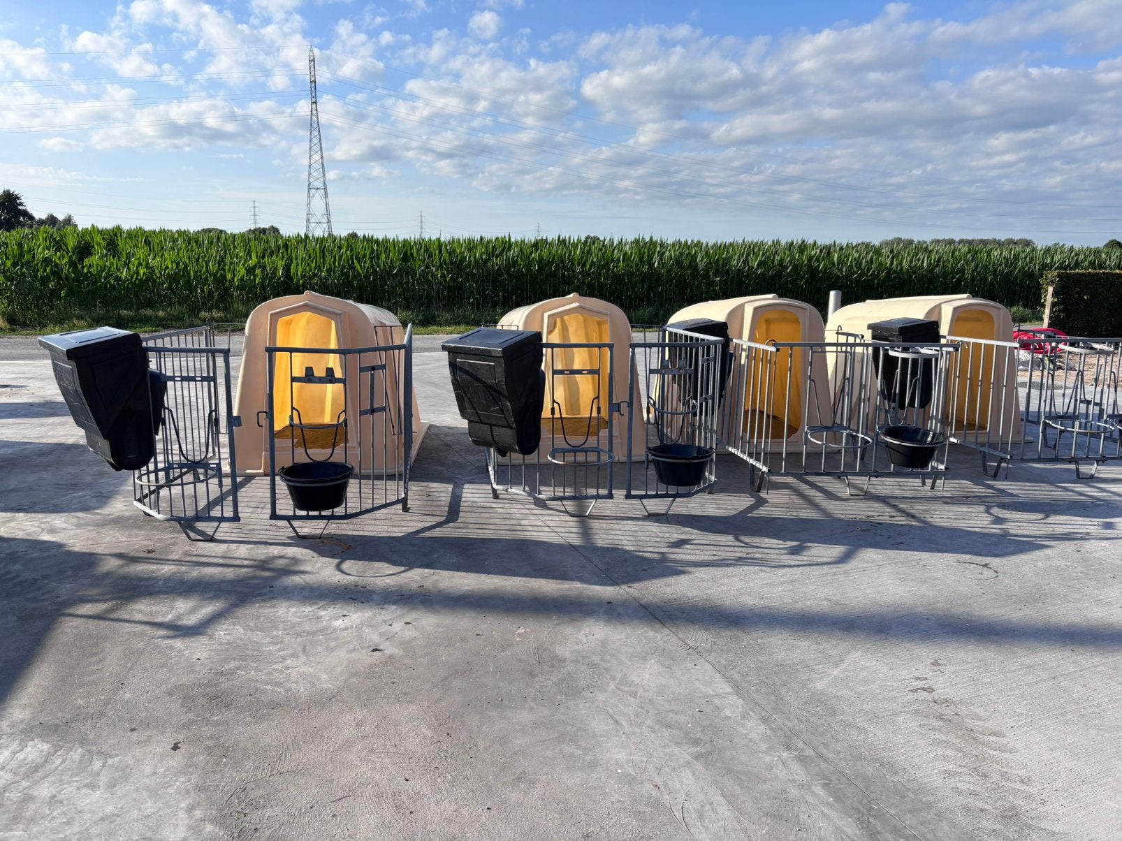 4 kalveriglo’s, Dieren en Toebehoren, Runderen