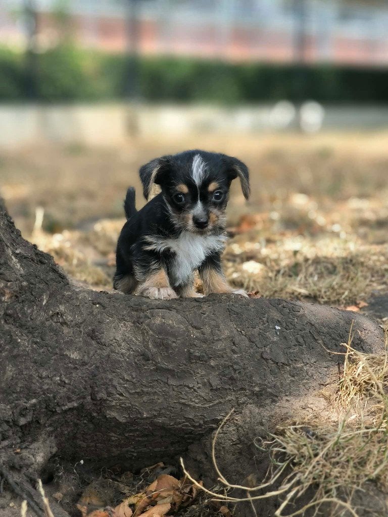 De très gentils chiots Yorkchi sont nés chez nous, Petit, Maladie de Carré (chiens), Plusieurs, Belgique