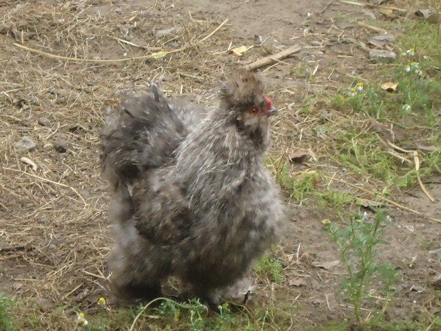 Gratis hanen zijdehoenders, Mâle, Poule ou poulet