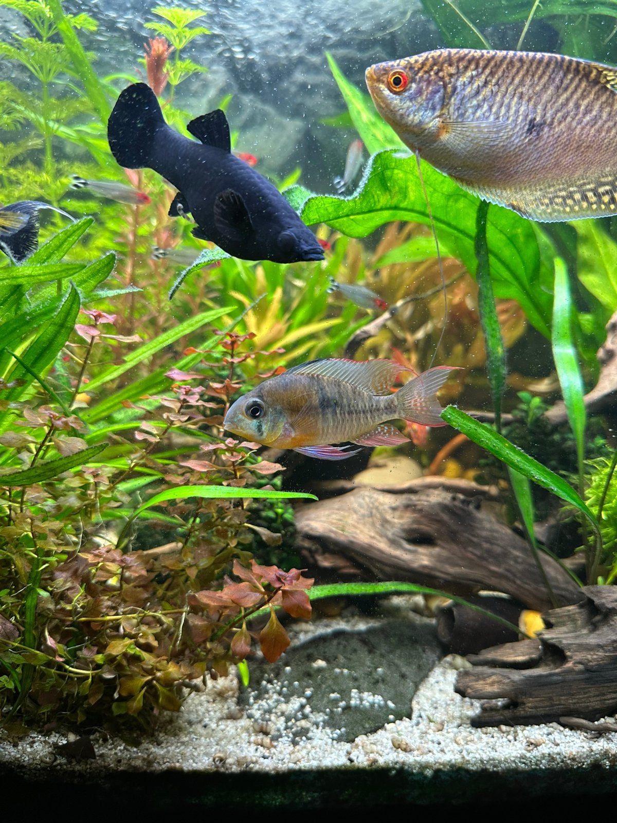 vrouwelijk Mikrogeophagus altispinosus (Boliviaanse ram), Vis, Zoetwatervis