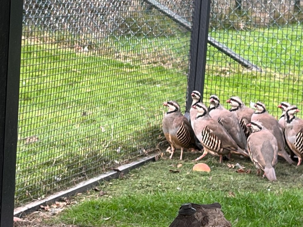 Chukar ptrijs patrijzen, Dieren en Toebehoren
