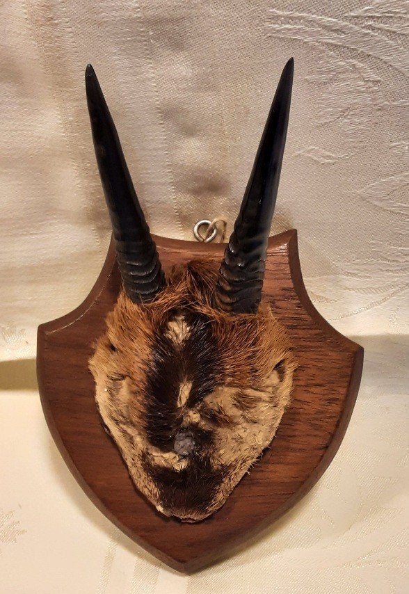 Gemmes de taxidermie /bois d'antilope, Collections, Collections Animaux, Enlèvement ou Envoi, Comme neuf, Autres, Bois ou Tête