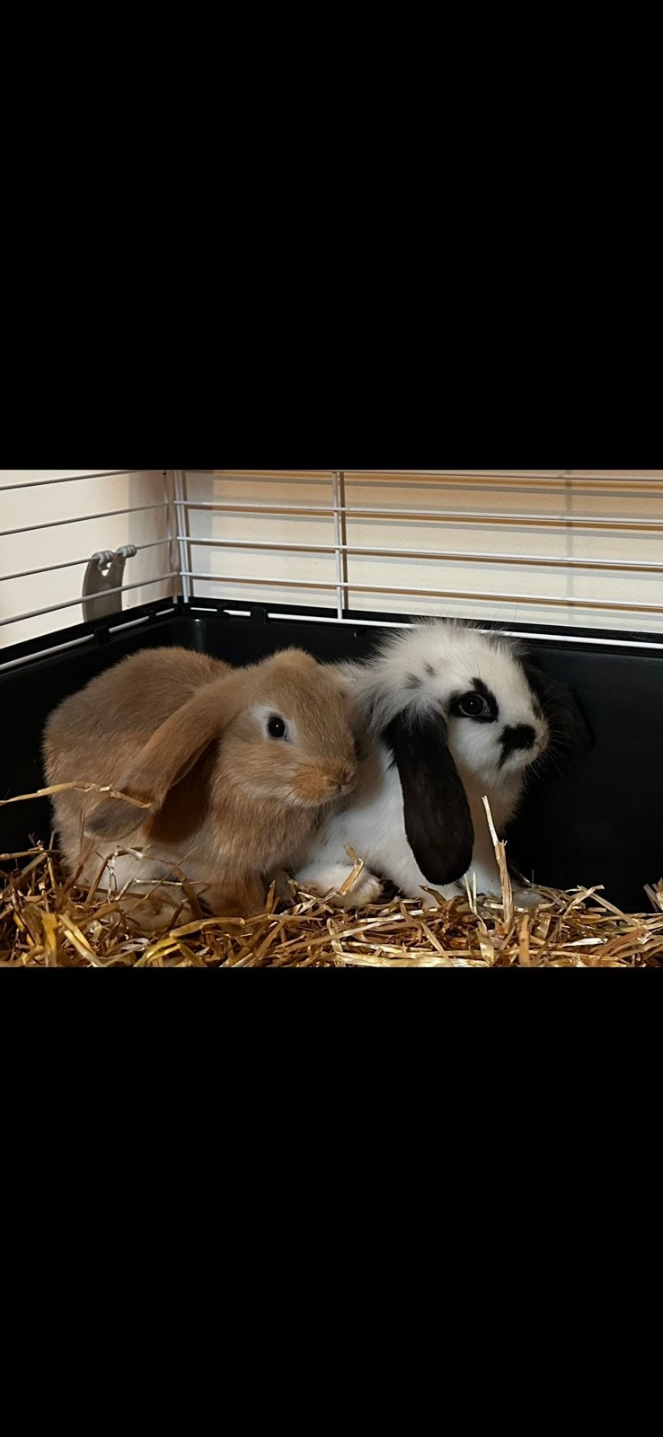 Hangoortjes, Dieren en Toebehoren, Hangoor