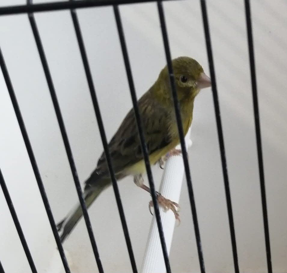 Spaanse dwergkanaries, Animaux & Accessoires, Oiseaux | Canaris